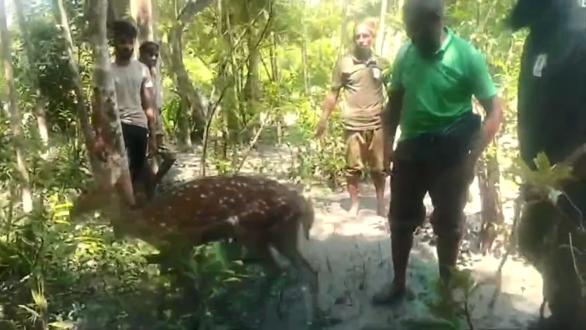 বাঘের তাড়া খেয়ে সোয়া দুই কিলোমিটার নদী পাড়ি দিয়ে লোকালয়ে দুই হরিণ